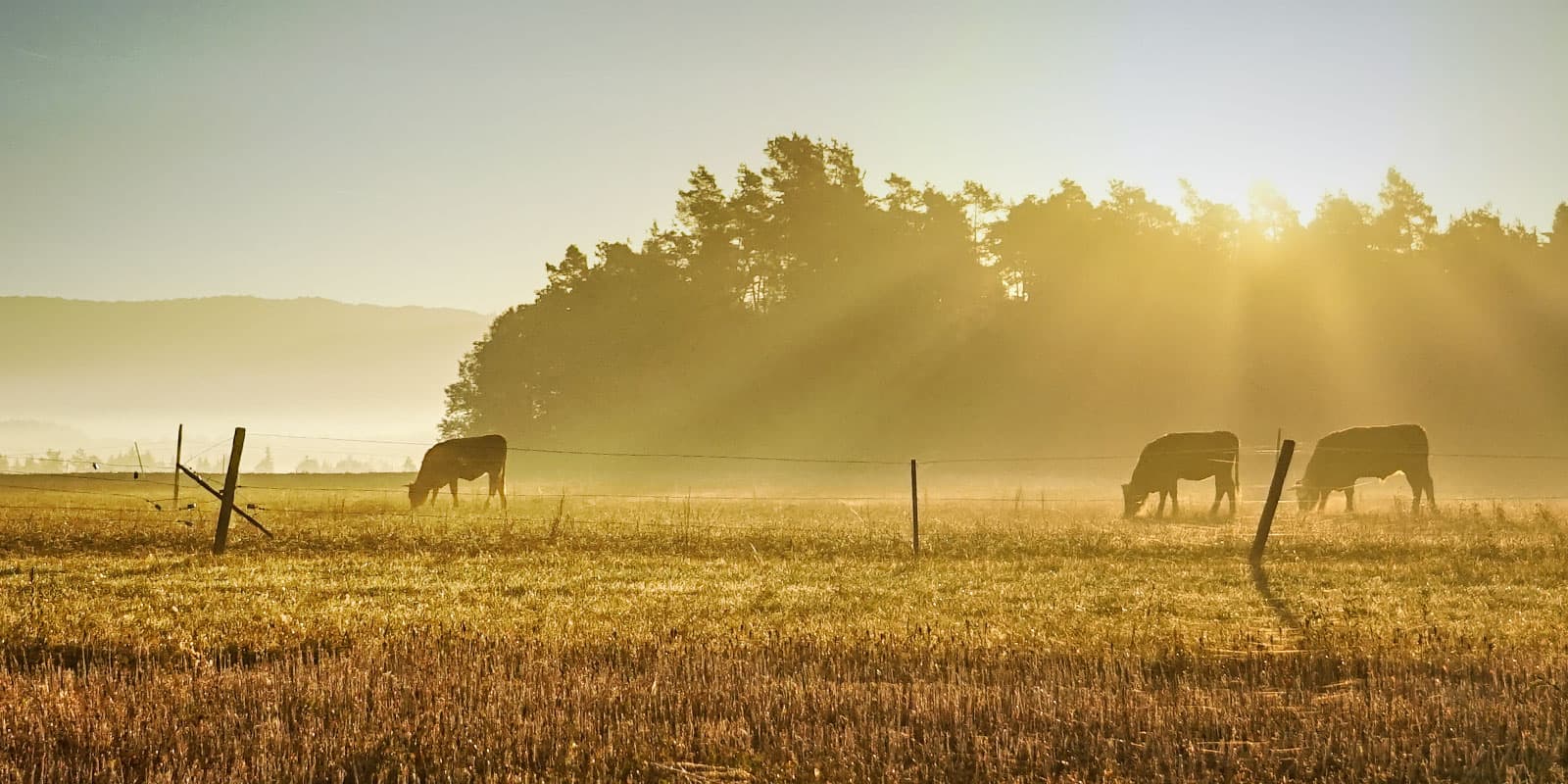 Berry - Carter Ferguson Solicitors